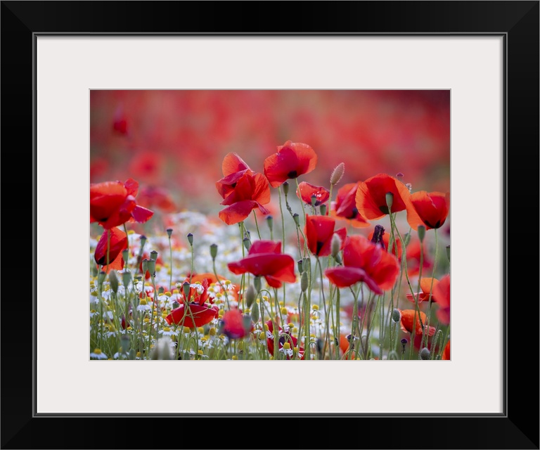 An image of a group of poppies in a meadow by the sea along the Mediterranean coast of Tuscany.