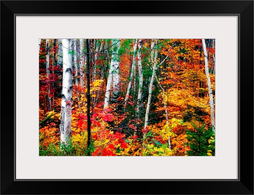 Thin straight white barked trees stand out amongst the vibrant and warm autumn leaves in a dense forest.