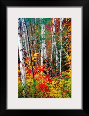 White Barks and Colorful Leaves, White Mountains,New Hampshire