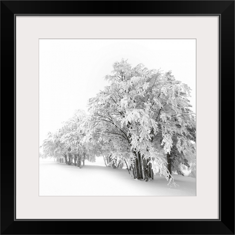 A total winter white out with the trees covered in snow