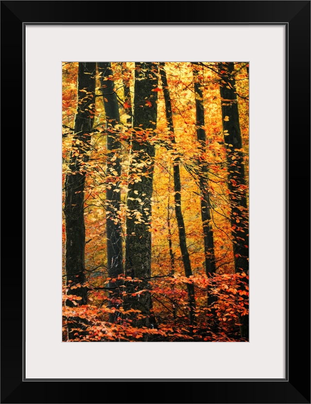 Vertical photo on canvas of a forest draped in fall foliage.