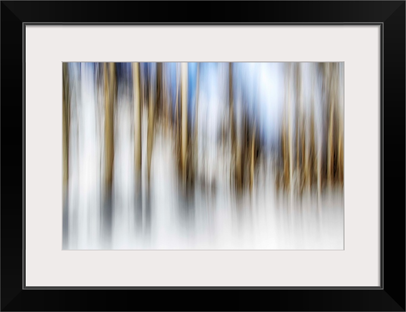 Abstract blurred photograph of a forest of white birch trees.