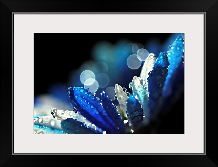 Artistic photograph of a close-up of a wet flower petals.