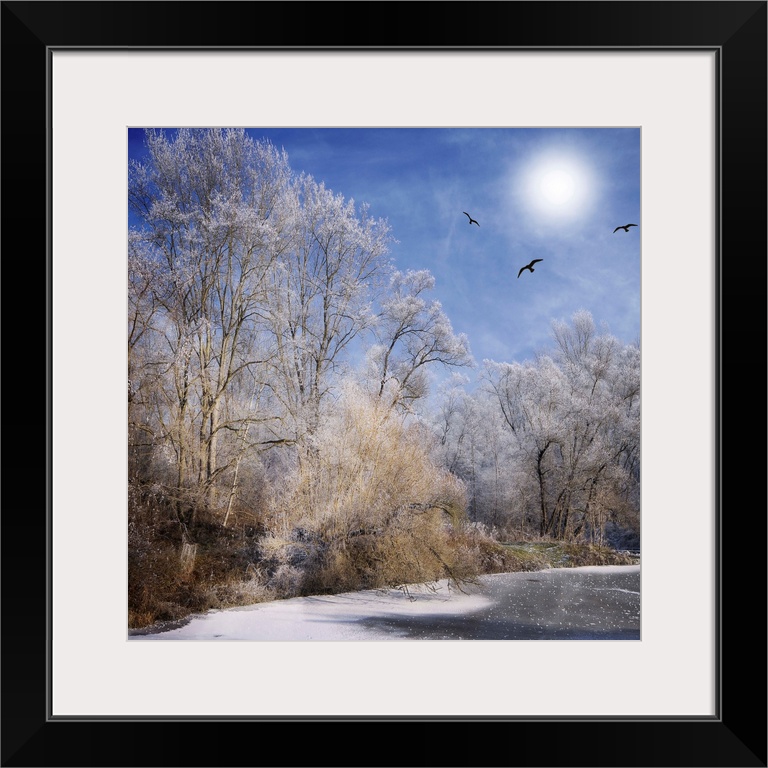 Frozen forest with birds and the sun