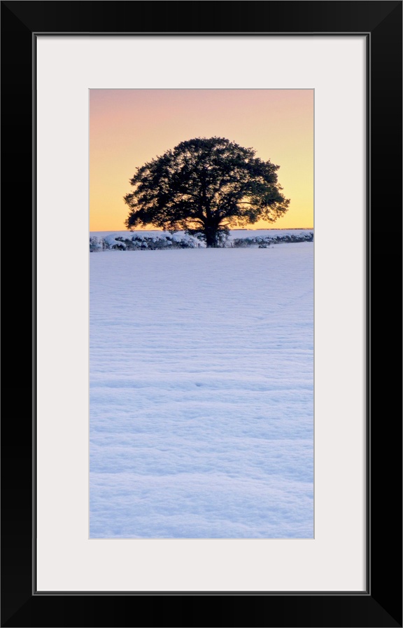 A vertical panorama of a winter leafless tree against a golden yellow gold sky in snow.