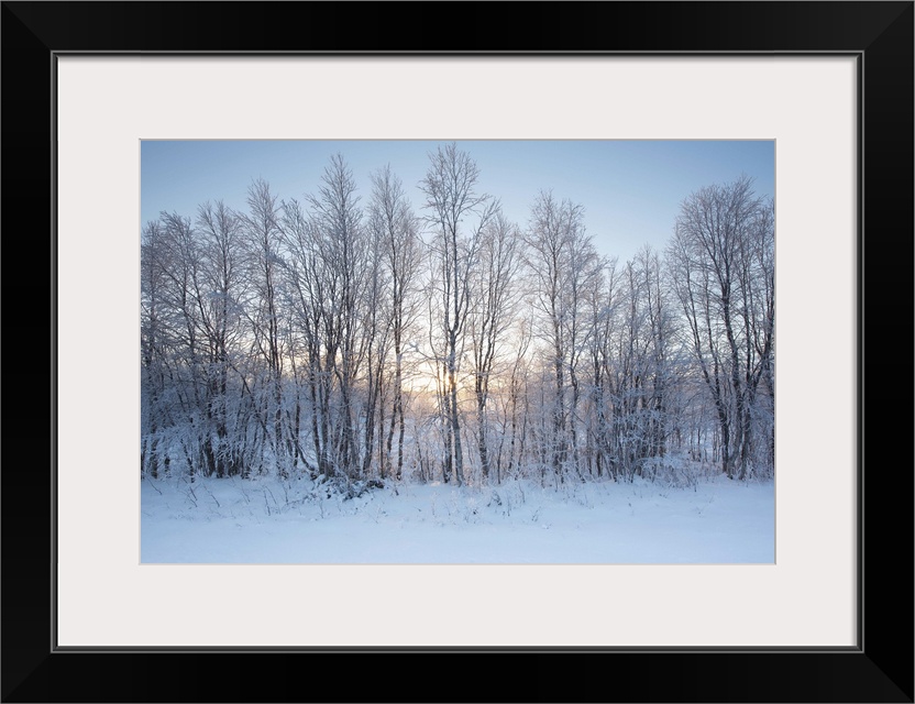 A winter sunrise in blues and yellow gold with a line of trees in the snow.