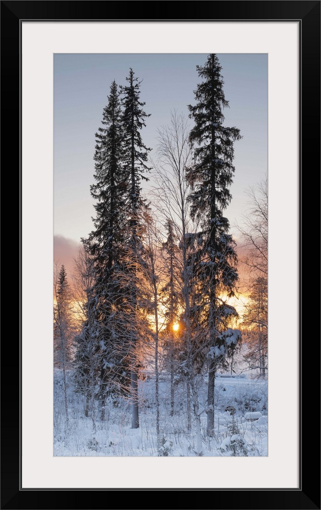 A winter dawn in gold with the sun shining through frost covered trees in the snow.