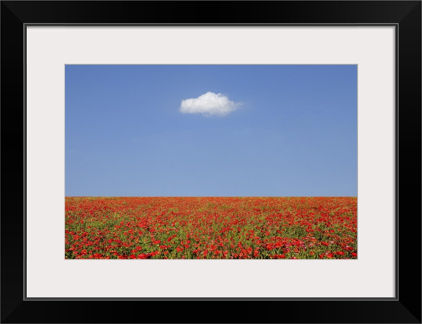 A large field of poppies and a cloud above. In Tuscany in the spring it is possible to admire these fields of poppies.