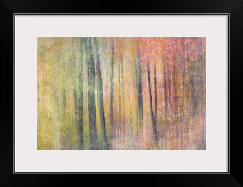 Dreamy abstract photograph of woods with a soft, colorful overlay.