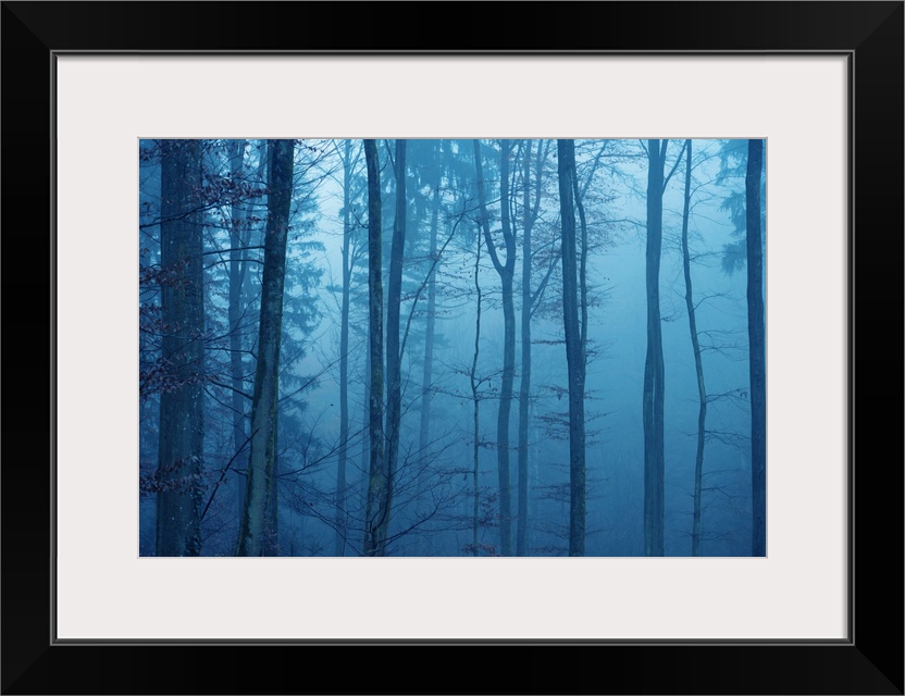 Blue mood in a forest with fog