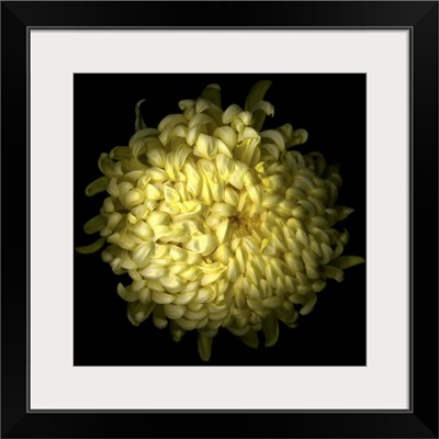 Yellow Chrysanthemum I