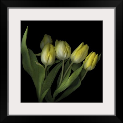 Yellow Tulips III