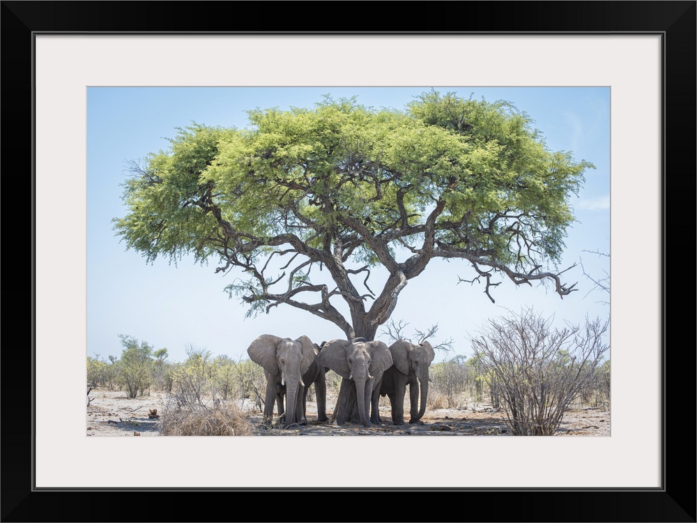 Young male elephants keep cool in the shade of a tree.