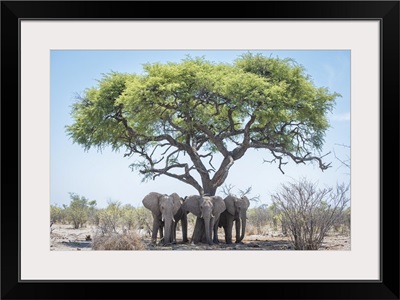 Young Elephants Under A Shady Tree