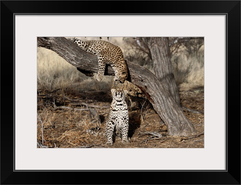 Leopard, Sabi Sands Game Reserve, South Africa