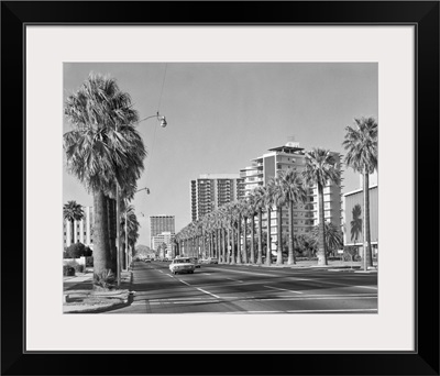 1960's Rows Of Palm Trees Central Avenue Phoenix Az USA