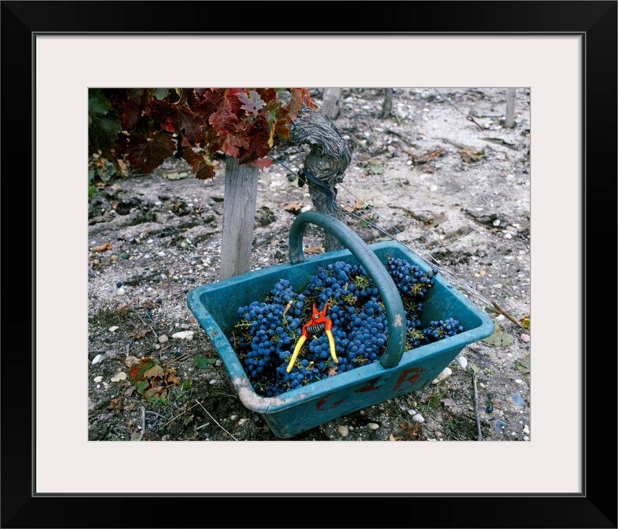 Grapes in basket in vineyard