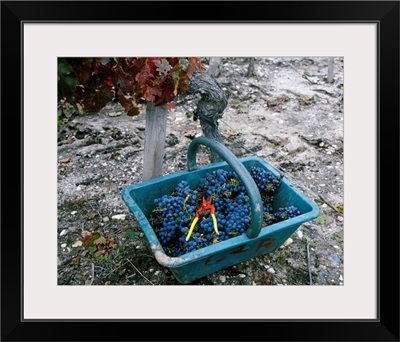 A basket full of grapes in a vineyard