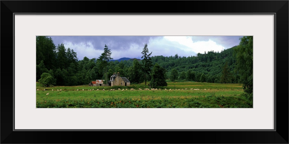 Abandoned Farmhouse with Sheep Glen Strathfarrar Highlands Scotland