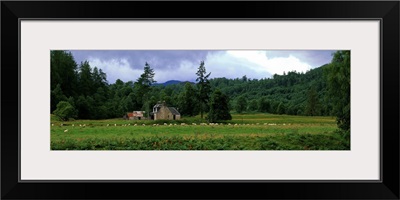 Abandoned Farmhouse with Sheep Glen Strathfarrar Highlands Scotland