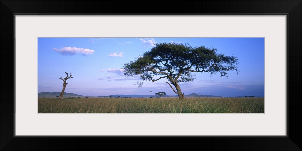 Acacia tree in a field, Serengeti National Park, Tanzania