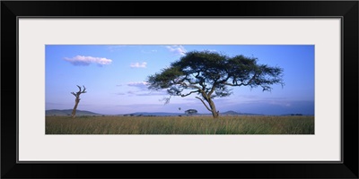 Acacia tree in a field, Serengeti National Park, Tanzania