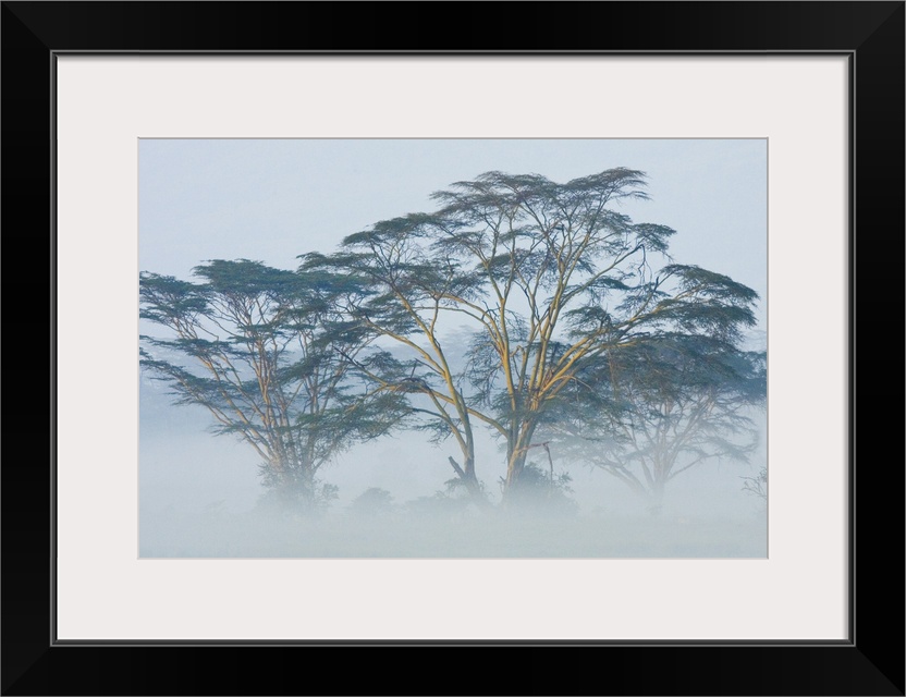 Canvas photo art of African trees popping out of the early morning fog.