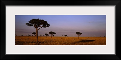 Acacia Trees on a landscape, Masai Mara, Kenya, Africa