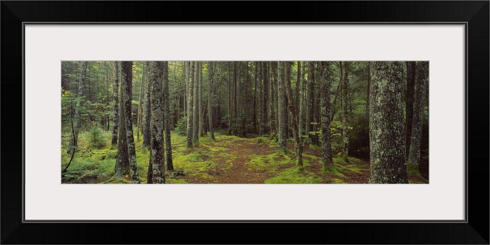 Panoramic photograph on a big wall hanging of a small path surrounded by moss covered ground and a dense forest of trees, ...