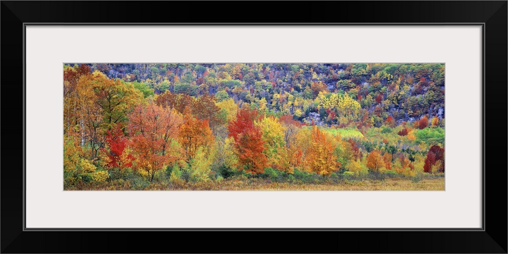 Multicolored forest in autumn in Maine, showcasing the variation of colors of fall leaves found in New England.