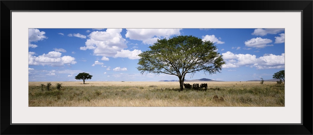 Panoramic photograph on a giant canvas of several elephants resting beneath a shade tree in a vast, grassy landscape benea...