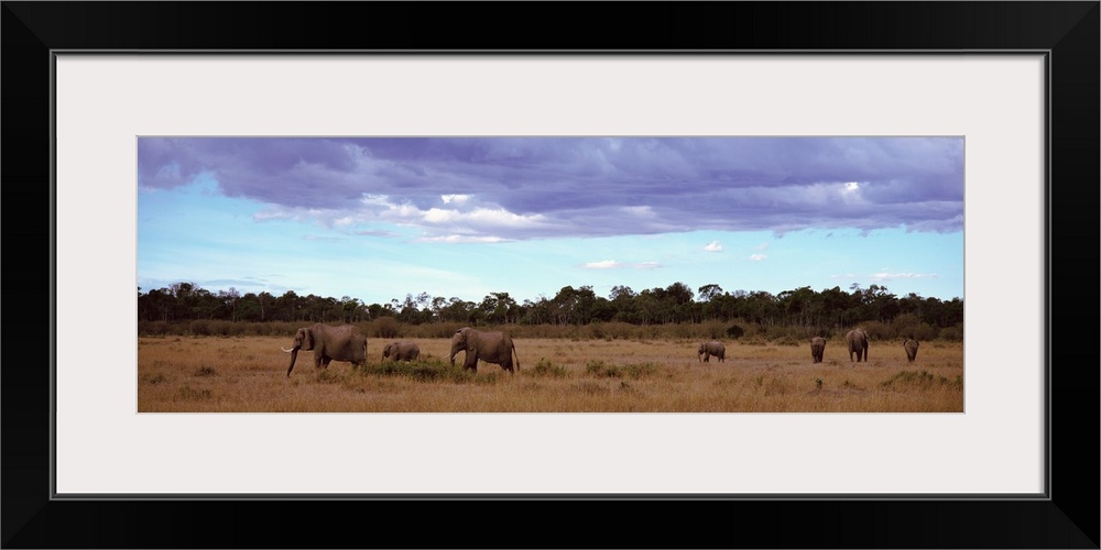 Africa, Kenya, Masai Mara National Reserve, Elephants in national park