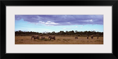 Africa, Kenya, Masai Mara National Reserve, Elephants in national park