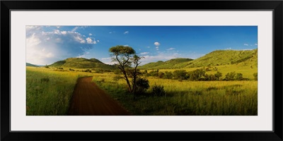 African Bush South Africa