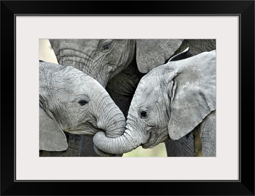 Giant, landscape photograph of two baby elephants facing each other, with their trunks intertwined, their mother stands be...