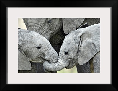 African elephant calves (Loxodonta africana) holding trunks, Tanzania