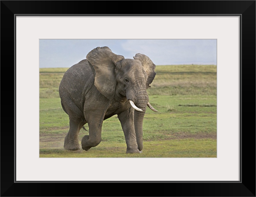 African elephant (Loxodonta Africana) running in a field, Ngorongoro Crater, Arusha Region, Tanzania