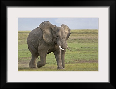 African elephant (Loxodonta Africana) running in a field, Ngorongoro Crater, Arusha Region, Tanzania