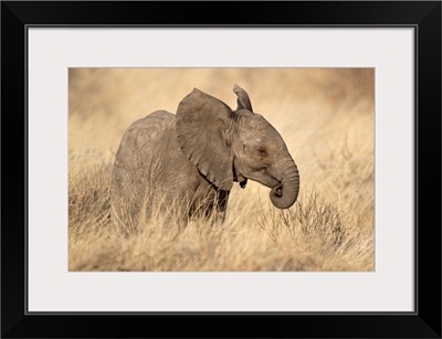 African Elephant On Grassy Field, Kenya