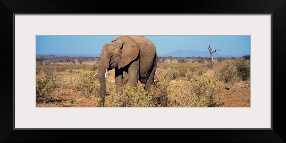 African Elephant Samburu Kenya