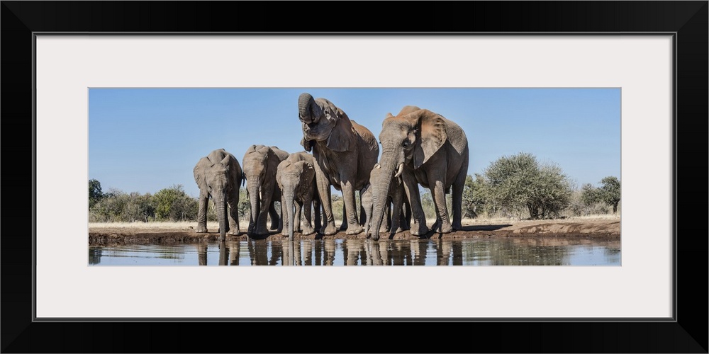 African Elephants at waterhole, Mashatu Game Reserve, Botswana.