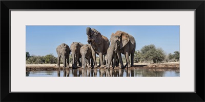 African Elephants at waterhole, Mashatu Game Reserve, Botswana