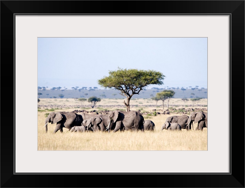 African elephants in a forest, Masai Mara National Reserve, Kenya