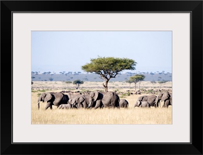 African elephants in a forest, Masai Mara National Reserve, Kenya