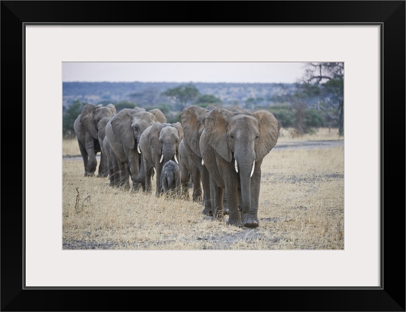 African elephants (Loxodonta africana) walking in line, Tanzania