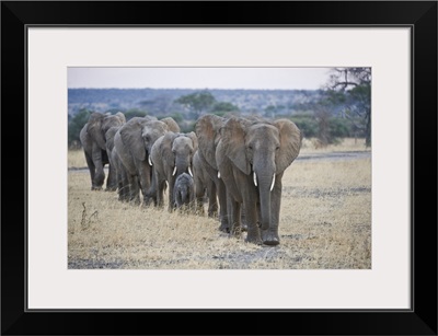 African elephants (Loxodonta africana) walking in line, Tanzania