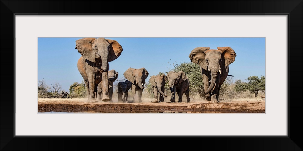 African Elephants running to waterhole, Mashatu Game Reserve, Botswana.