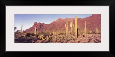 Alamo Canyon Organ Pipe Cactus National Park AZ