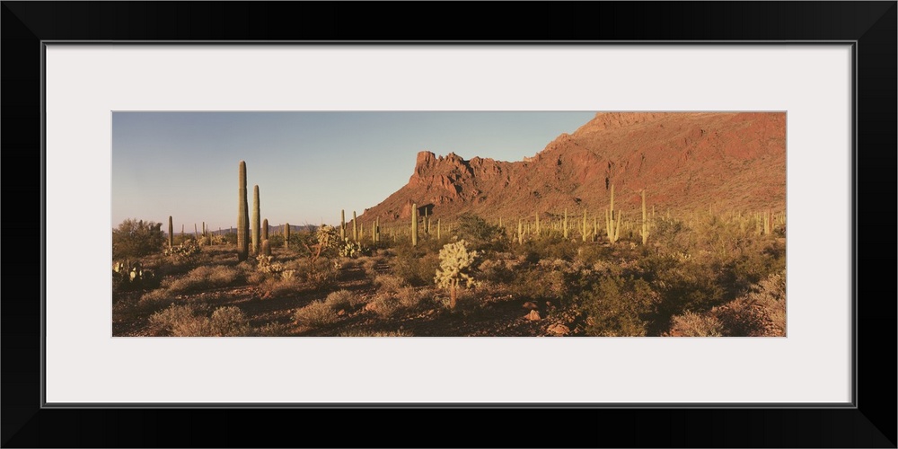 Alamo Canyon Organ Pipe Cactus National Park AZ