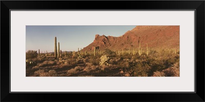 Alamo Canyon Organ Pipe Cactus National Park AZ